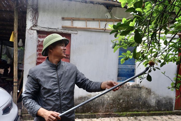 Anh Nguyễn Gia Dũng biểu diễn kỹ thuật thụ phấn cho hoa bưởi bằng chổi sơn
