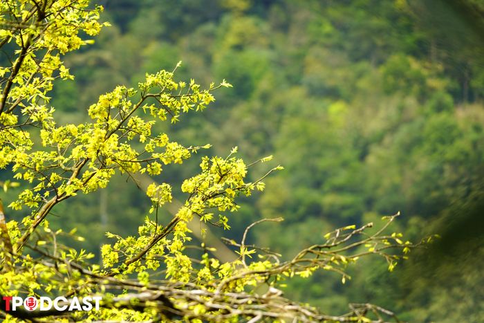 Ngắm hoa mai nở, ngài đã tìm thấy trong mỗi cánh hoa mai chứa đựng tâm thiền: Hoa mai vàng rụng cánh khi đang còn hương sắc rực rỡ, thể hiện tính thiền và sự buông bỏ trong Phật pháp.