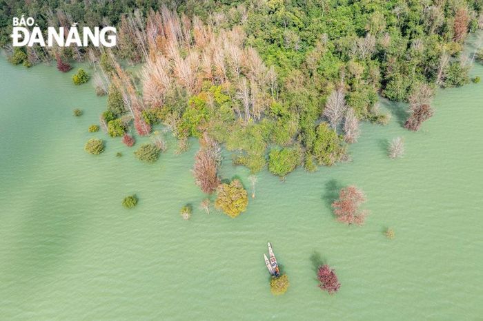 Khung cảnh rừng sau sau nhìn từ trên cao đầy ấn tượng bởi sắc lá đỏ, cam, xanh và cả những cây sau sau đã rụng lá màu trắng xám, xen kẽ vào nhau.