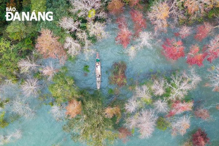 Nhiều cây sau sau nằm sát hồ thủy điện Rào Quán bị ngập song vẫn thay lá bình thường, với màu sắc nổi bật.