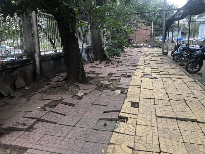 Không khó để gặp những vỉa hè bị gốc cây làm bong tróc, nhất là ở các thành phố.