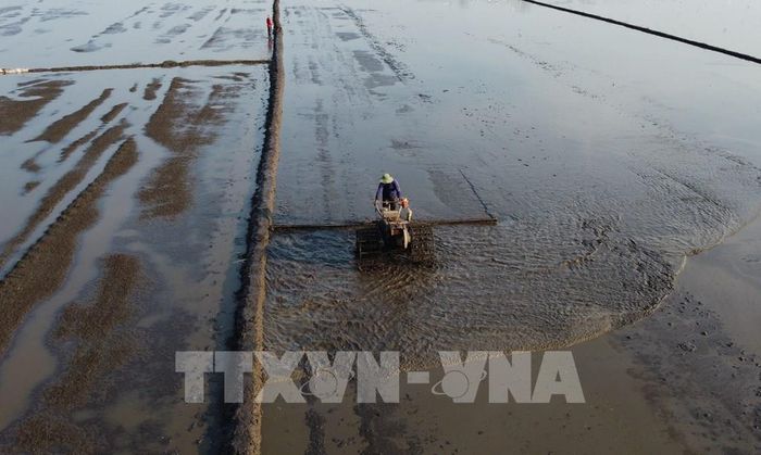 Khu vực sản xuất lúa ở huyện Tam Nông tham gia thực hiện chuyên canh lúa chất lượng cao và phát thải thấp. Ảnh: Nhựt An - TTXVN
