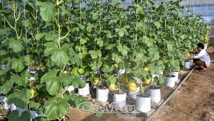 Nông dân TP Cà Mau thi đua sản xuất, kinh doanh giỏi, đoàn kết giúp nhau phát triển kinh tế. Ảnh: Mô hình trồng dưa lưới công nghệ cao của anh Hồ Quốc Trạng, xã Tân Thành.