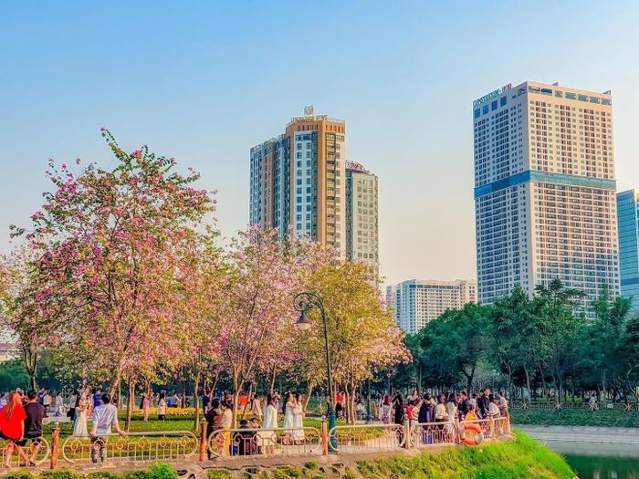 Loài hoa ban từ vùng Tây Bắc nổi tiếng, ở Hà Nội trên những tuyến phố lớn như Trần Phú, Thanh Niên, Hoàng Diệu, thường được du khách hay các bạn trẻ ghé thăm.