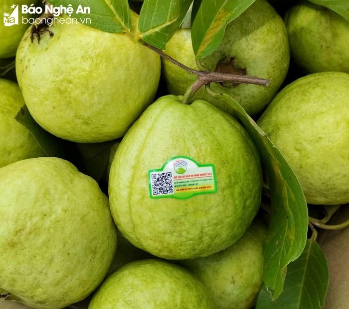  Ổi Nghĩa Đàn đã được dán tem truy xuất nguồn gốc. Ảnh: Q.A 