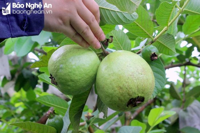  Ổi là cây ăn quả có diện tích lớn nhất tại huyện Nghĩa Đàn. Ảnh: Q.A 