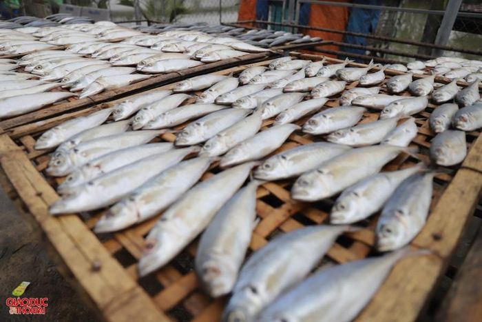 Những loại cá nhỏ hơn như cá nục, cá trích, cá bạc má... chỉ cần sắp xếp ngay ngắn lên vỉ.