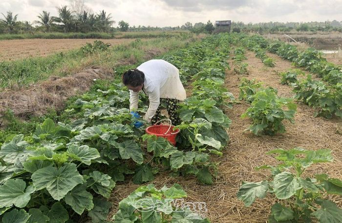 Đậu bắp là loại cây trồng được người dân vùng ngọt hóa lựa chọn trong mùa khô hạn vì không cần tưới nước quá nhiều.