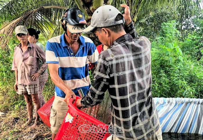 Người nuôi cá chình xã Tân Thành hiện nay phải giảm lượng thức ăn, cả số lần cho ăn so với trước, vì lo lắng nước bị ô nhiễm không có nước thay.