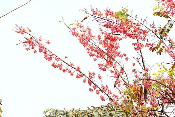 Hoa ô môi nở kết thành từng chùm, phủ đầy nhánh cây