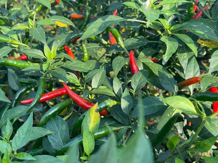 Ớt là loại cây trồng phụ thuộc rất lớn vào thị trường Trung Quốc vốn tiềm ẩn rất nhiều rủi ro, được xem như "đánh bạc" vì bấp bênh, may rủi. Ảnh: Hà Phương