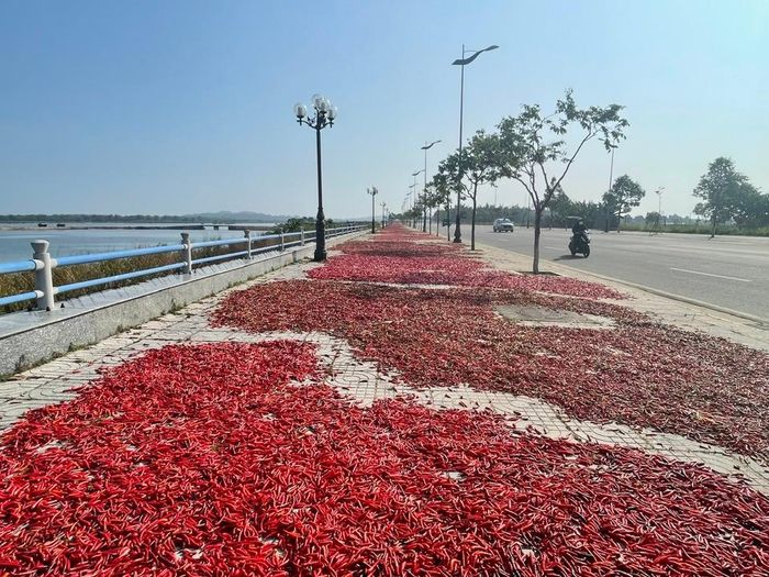 Năm nào thị trường Trung Quốc có nhu cầu tiêu thụ mạnh, giá ớt tăng đột biến. Ngược lại, thị trường này “quay lưng” thì nông dân trồng ớt ở Quảng Ngãi thua lỗ nặng. Ảnh: Hà Phương