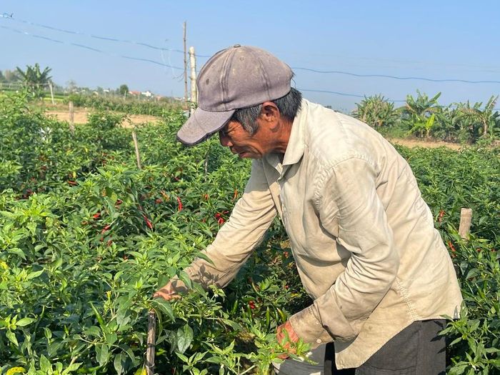 "Giá này chưa bằng phân nửa so với cùng thời điểm các năm và chỉ đủ bù tiền giống, phân thuốc bỏ ra", ông Võ Nhựt (thôn Hổ Tiếu, xã Nghĩa Hà, TP Quảng Ngãi) chia sẻ. Ảnh: Hà Phương