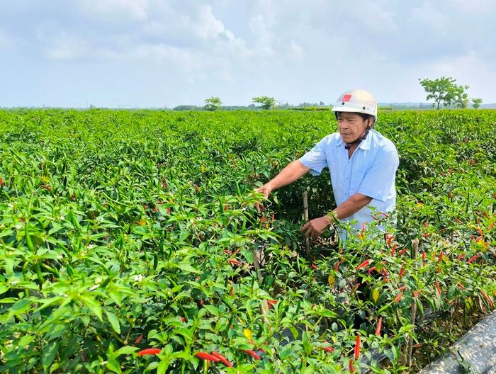 Tại xã Bình Dương (huyện Bình Sơn)- vựa ớt của tỉnh Quảng Ngãi, không khí cũng khá đìu hiu vì vắng bóng người thu hái và mua ớt. 