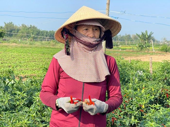 Giá thấp nên các hộ trồng ớt không dám thuê nhân công để tiết kiệm chi phí. Hiện giá thuê nhân công từ 150.000- 200.000 đồng/ người/ngày. Ảnh: Hà Phương