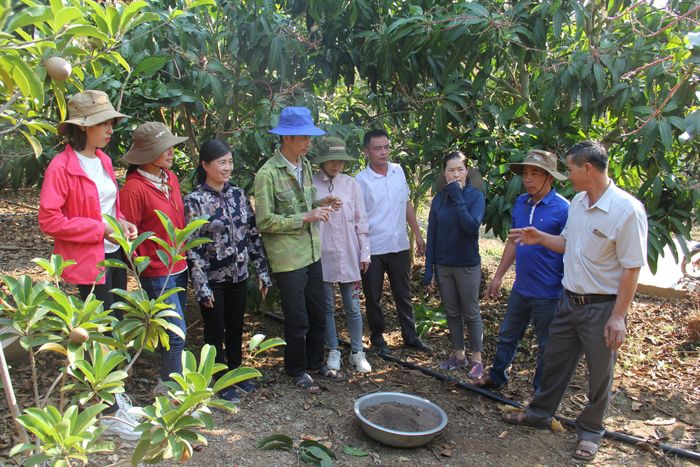 Hướng dẫn sử dụng phân bón hữu cơ cho cây ăn quả tại HTX Ngọc Lan, xã Hát Lót, huyện Mai Sơn.