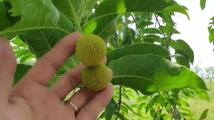 Vỏ gáo cực kỳ tốt cho việc hỗ trợ hạ sốt, đồng thời còn hỗ trợ điều trị một số bệnh lý như tiêu chảy hoặc xơ gan cổ trướng, vết thương nhiễm khuẩn