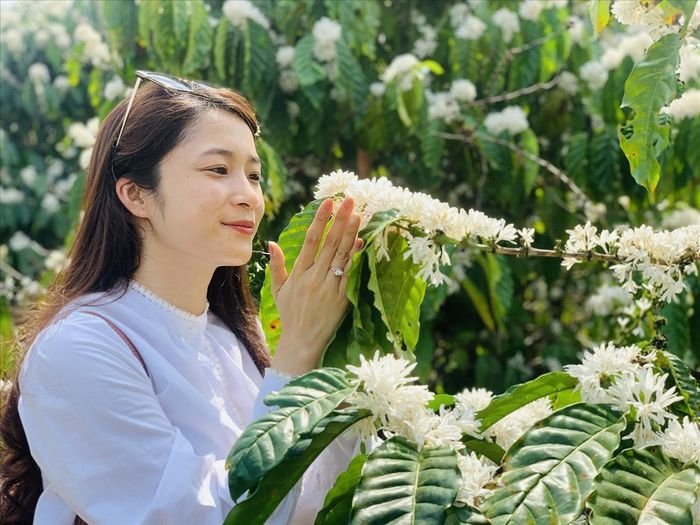 Say đắm bên hoa cà phê.