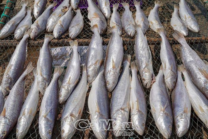  Cá đù một nắng nguyên con, món quà xứ biển Cà Mau dành cho du khách phương xa.