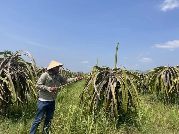 Nguồn nước tại hồ Ba Bàu thấp nên ảnh hưởng đến chất lượng của cây thanh long xã Hàm Thạnh.