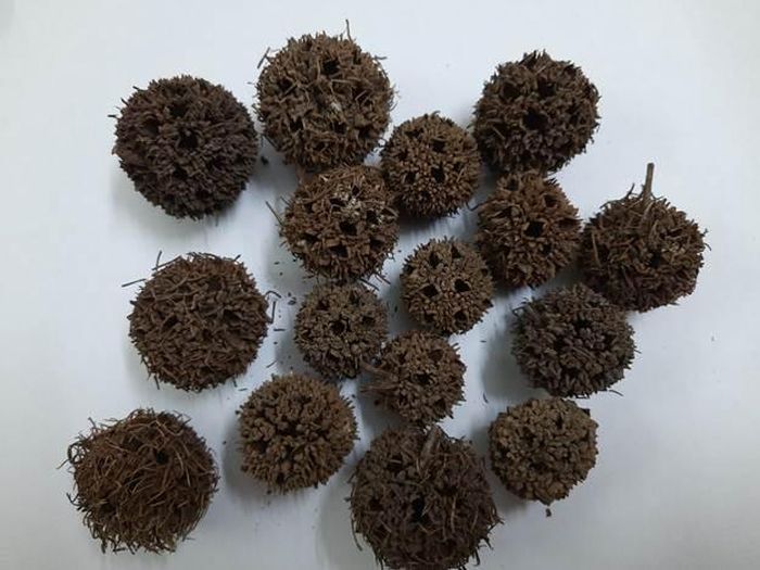 Quả sau sau (lộ lộ thông) thông lạc hoạt lạc, lợi thủy trừ thấp.