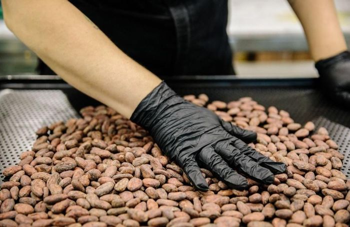 Đà tăng giá của ca cao sẽ dẫn đẩy giá chocolate cao hơn trong năm. Ảnh: Bloomberg