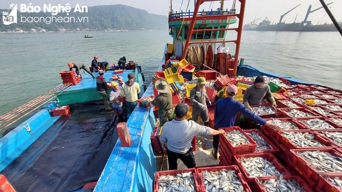  Những chuyến thuyền cập bến với tôm, cá đầy khoang. Ảnh: CSCC 