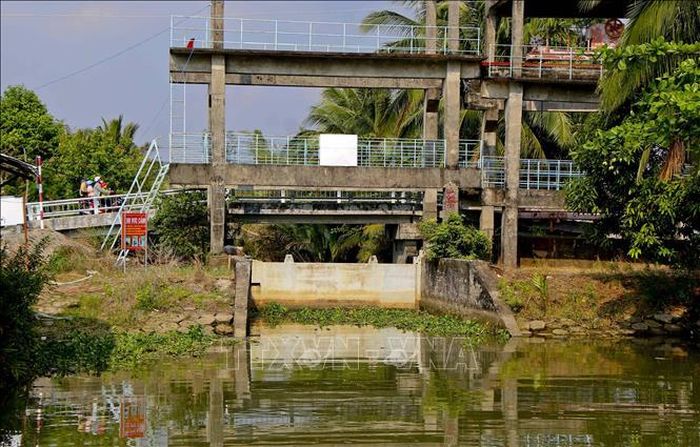 Nhiều diện tích ruộng lúa tại xã Hỏa Tiến, thành phố Vị Thanh, tỉnh Hậu Giang thiếu nước ngọt để tưới do sông rạch bị xâm nhập mặn. Ảnh: Duy Khương/TTXVN