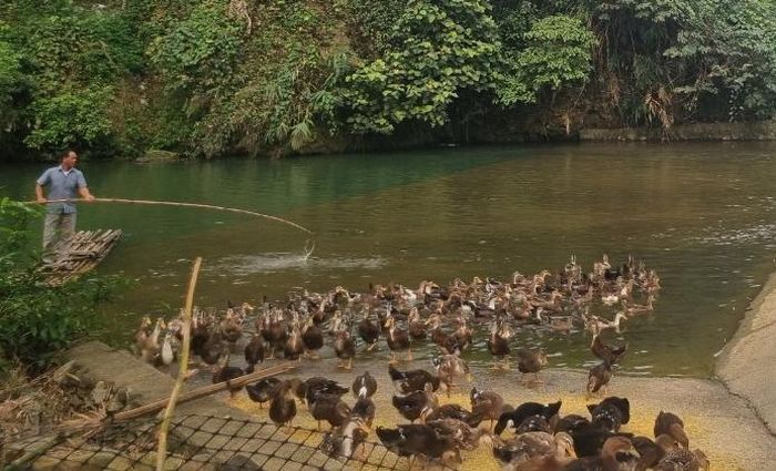 Mô hình mang lại hiệu quả kinh tế thiết thực cho người dân miền núi.