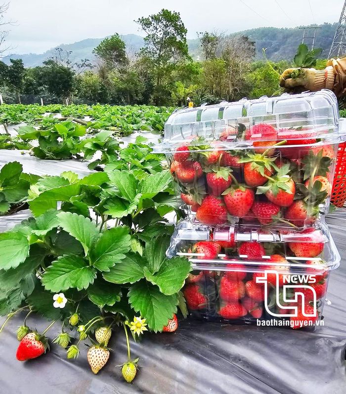 Trồng dâu tây gắn với du lịch, giáo dục trải nghiệm hiệu quả gấp 10 lần so với trồng lúa hoặc cây rau màu thông thường khác