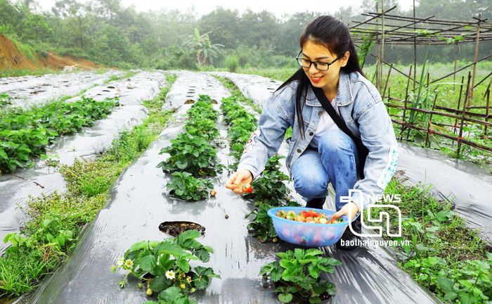 Đến thăm, trải nghiệm tại đây du khách được hoàn toàn miễn phí vé vào, thỏa thích ăn dâu tại vườn và chỉ phải thanh toán theo số lượng trái cây mua về