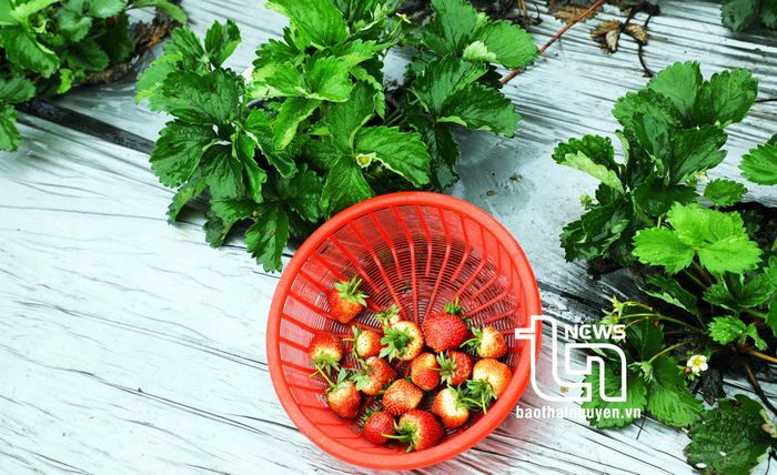 Những quả dâu căng mọng có vị ngọt mát đặc trưng