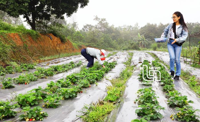 Giá dâu tây của chủ vườn là 250.000 đồng/1kg nhưng do sản phẩm an toàn nên đều được khách hàng tiêu thụ hết