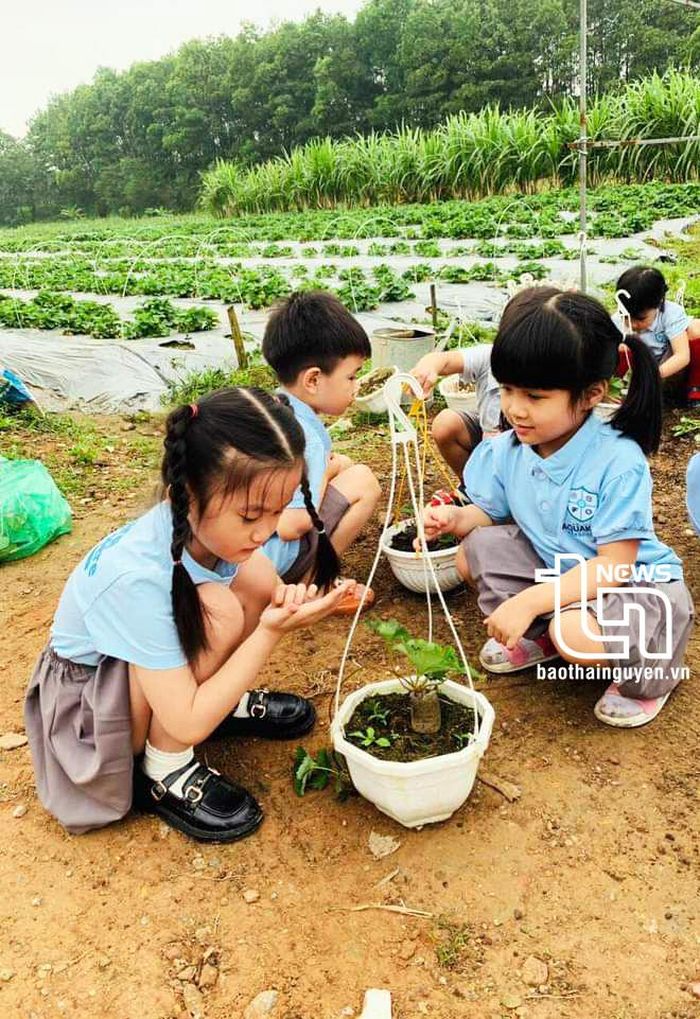 Học sinh rất hứng thú khi được trực tiếp trồng dâu tây