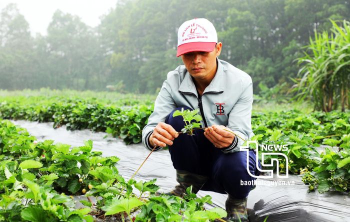Trong năm 2024, anh Tiến và anh Bình sẽ mở rộng mô hình nông nghiệp kết hợp du lịch sinh thái sang địa bàn huyện Đồng Hỷ