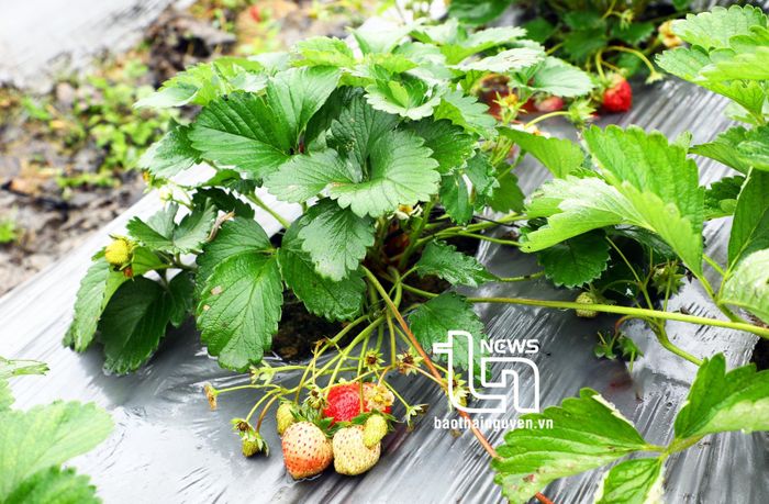 Vườn dâu được chăm sóc theo phương pháp hữu cơ nên có hàm lượng dinh dưỡng cao
