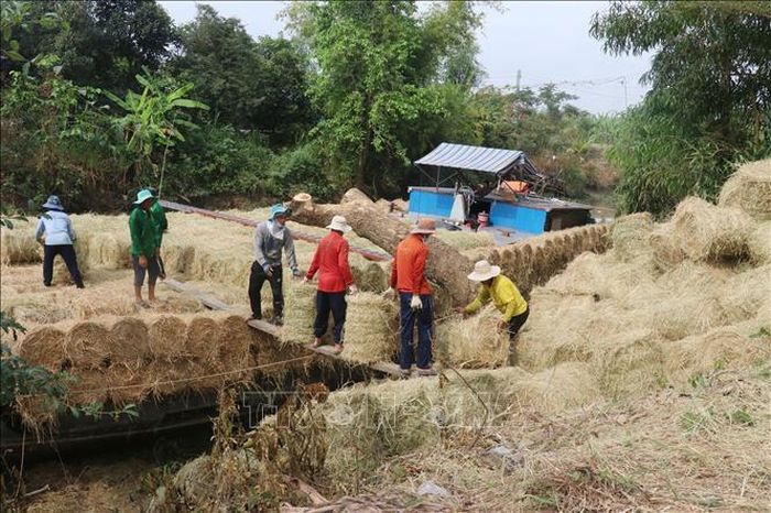 Thu hoạch rơm tươi ở xã Tân Mỹ, huyện Thanh Bình (Đồng Tháp).