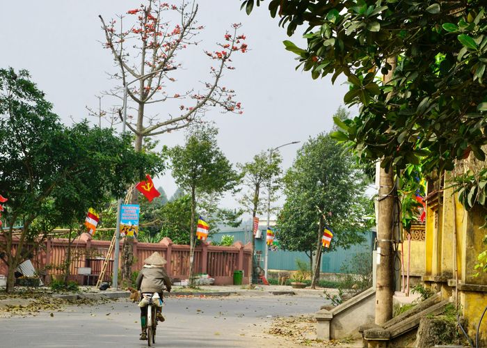 Hoa gạo từ lâu đã trở thành một nét đẹp đặc trưng của làng quê Việt Nam.