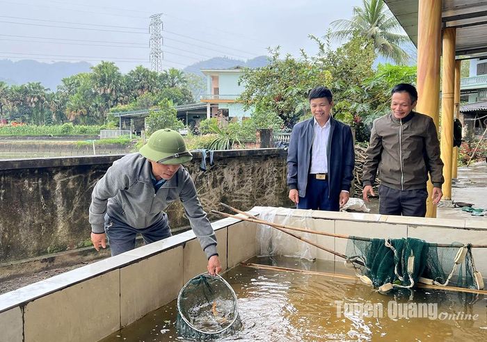 Bí thư Chi bộ Núi Cẩy Nguyễn Văn Xuân kiểm tra bể nuôi cá giống
