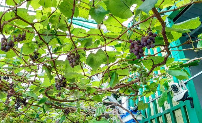 Hiện tại, vợ chồng chị Ái Chân trồng nho ngay trước cửa nhà để làm một hình mẫu trồng nho thực tế cho mọi người tham khảo, lan tỏa tình yêu cây