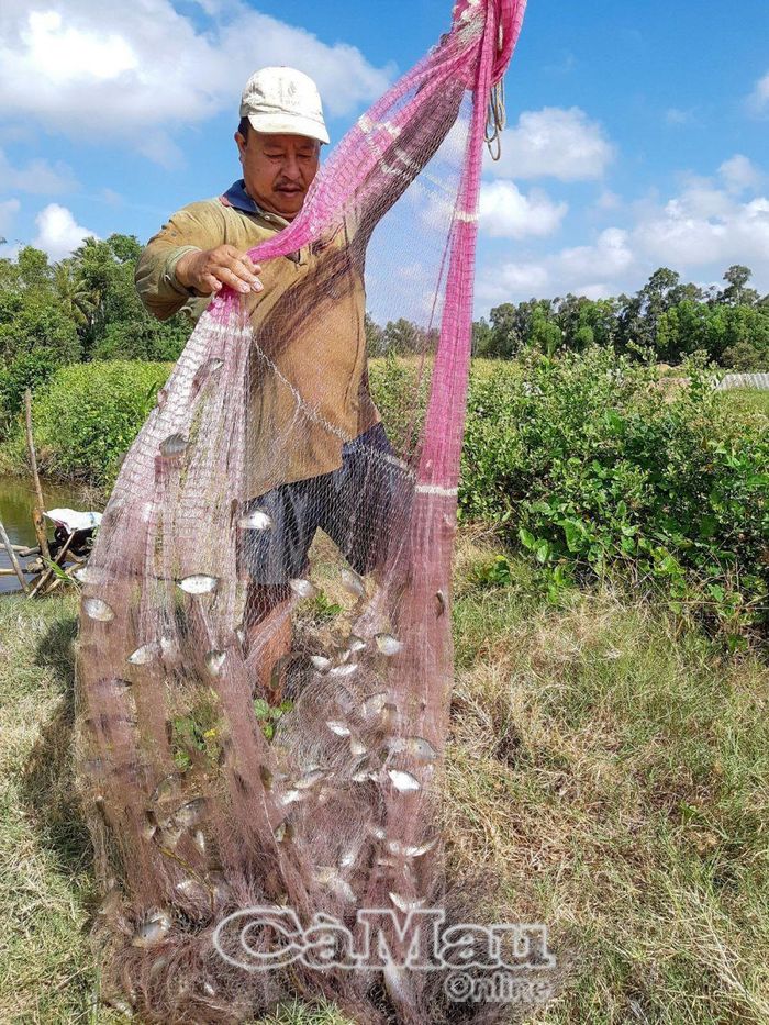 Cha anh Nguyện cũng thích làm vườn và nuôi cá. (Trong ảnh: Thu hoạch cá sặt bướm).