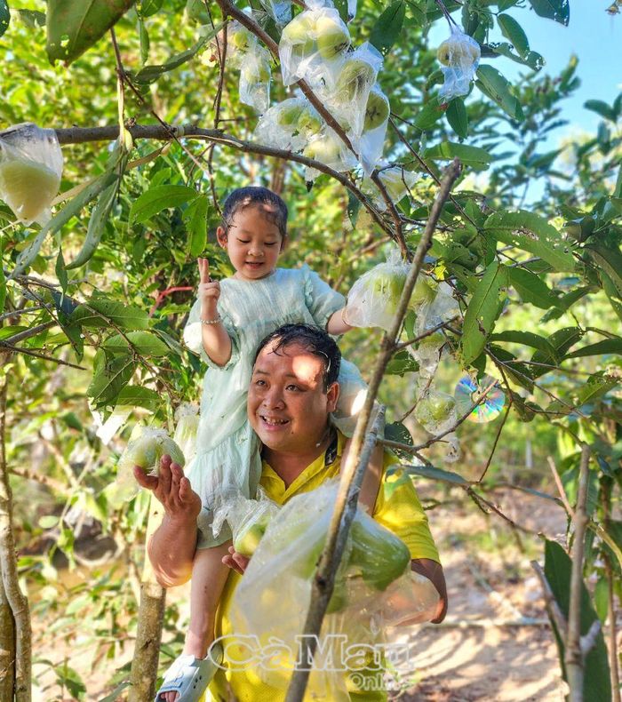 Anh Quách Thành Nguyện vui đùa cùng con gái trong vườn mận trĩu quả.