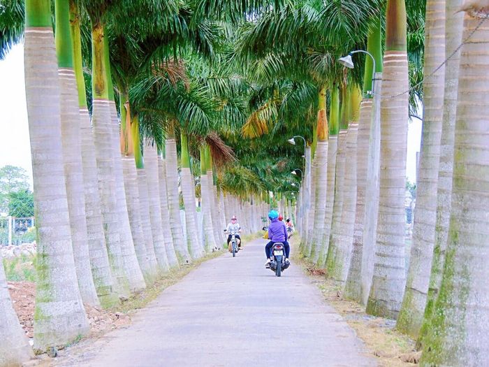 Vẻ đẹp mộc mạc đường Ông Đồ Nghị (huyện Tân Trụ)
