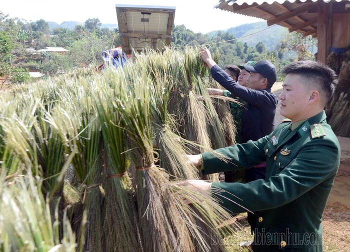 Cán bộ, chiến sĩ Đồn Biên phòng Mường Nhà giúp người dân phơi bông chít.