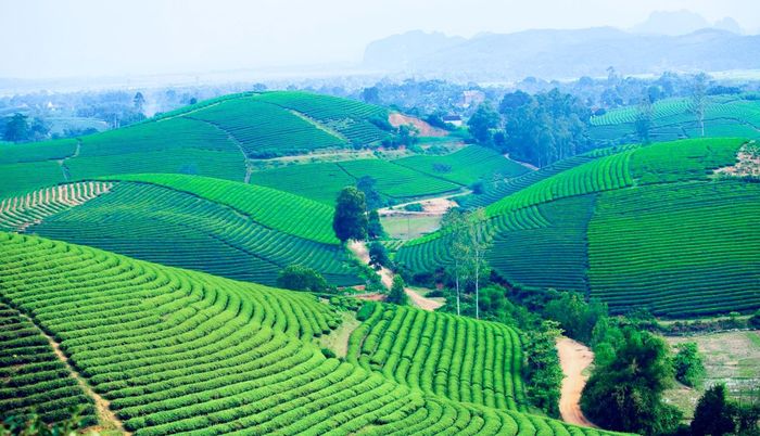  Từ trồng sắn hoặc bỏ hoang đất trống, Hùng Sơn đã đưa cây chè vào thay thế đạt tổng hơn 60 ha, vừa đem lại kinh tế, vừa mở ra hướng phát triển du lịch cho địa phương trong thời gian tới. Ảnh: Mai Hoa 