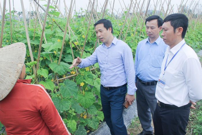 Lãnh đạo thị xã Thái Hòa tìm hiểu khó khăn trong sản xuất sản phẩm nông nghiệp sạch tại xã Nghĩa Thuận. Ảnh: Mai Hoa 