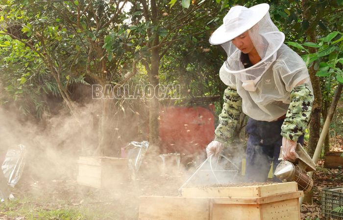  Người nuôi ong dùng bình xịt tạo khói giúp đàn ong "hiền hơn" để thuận lợi thu hoạch mật. 