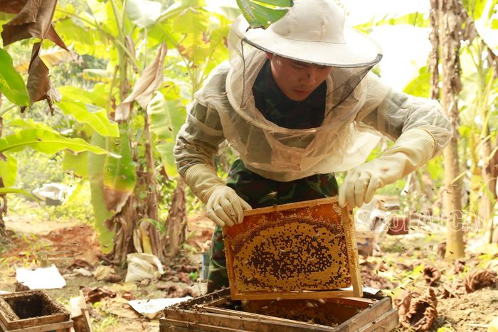  Sau khi thu hoạch, cầu ong được "trả lại" để ong tiếp tục làm mật 