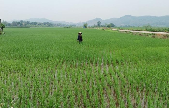  Nông dân huyện Bảo Thắng làm cỏ cho lúa. 