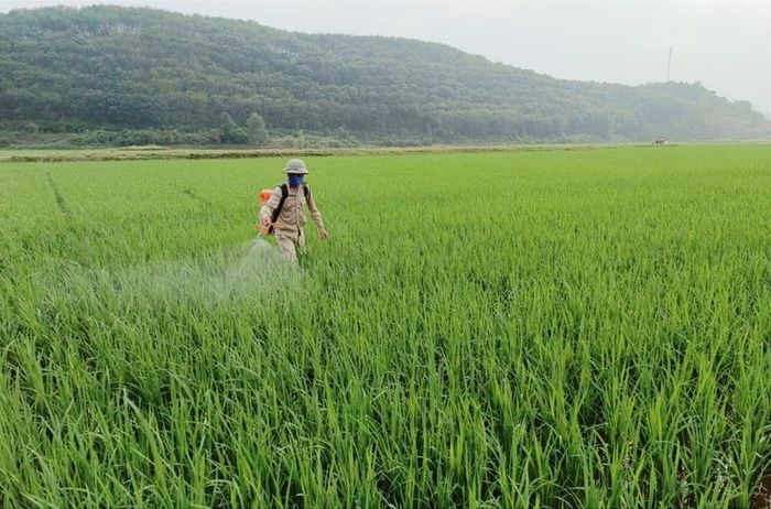  Nông dân xã Bản Qua, huyện Bát Xát phun thuốc phòng trừ sâu bệnh hại lúa xuân. 